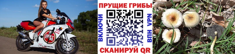 Галлюциногенные грибы Psilocybe  Касли 